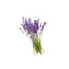lavender_oil
