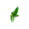 balm_mint_extract